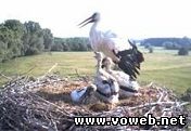 Веб камера - Германия, Борнгейм, Гнездо аистов